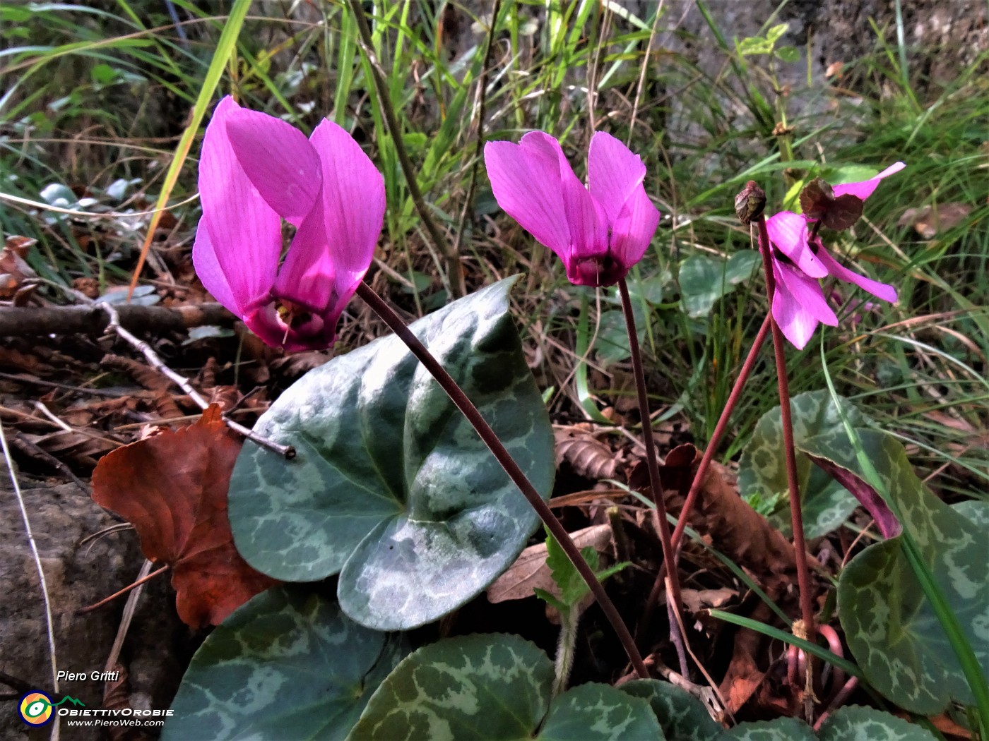 15 Fiori di Cyclamen (Ciclamino).JPG